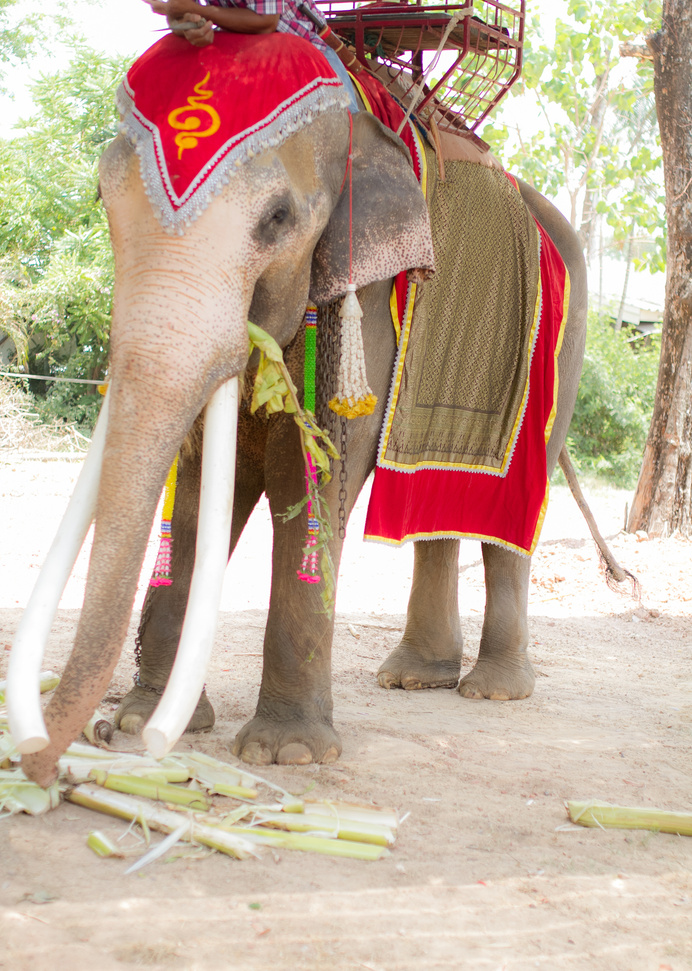 Thai elephant