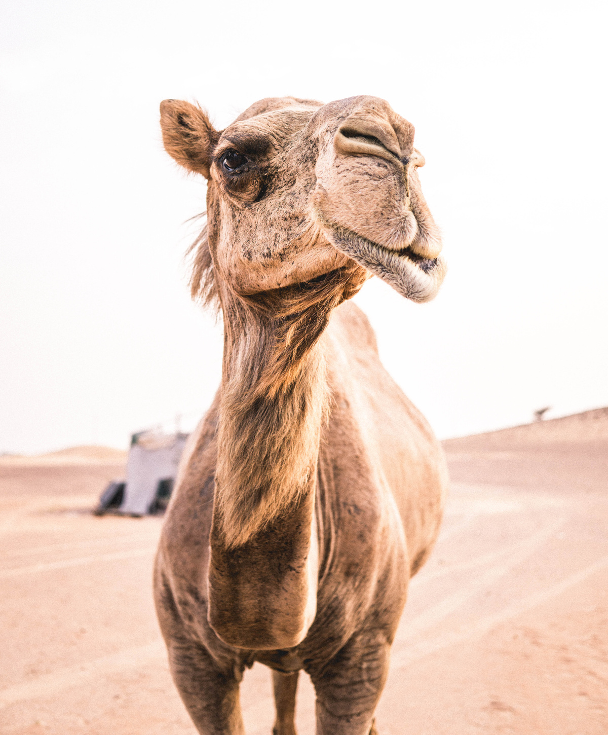 Dubai Desert Camel